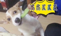 今日吃瓜每日吃瓜下一句,揭秘娱乐圈的瓜田秘闻