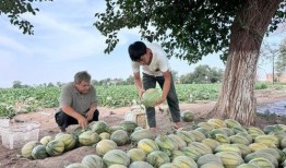 每日潍坊吃瓜,揭秘城市里的新鲜趣事