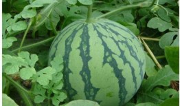 今日热瓜 吃瓜 每日更新.co