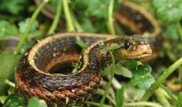 每日大赛岩蛇挑战流泪,每日大赛见证英雄泪