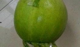 朝阳今日吃瓜事件