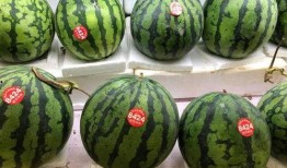 吃瓜网免费吃瓜51,畅享无限娱乐盛宴！