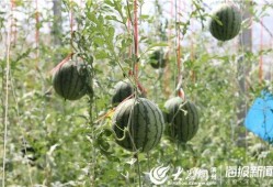 吃瓜51官网,带你领略网络娱乐新风向