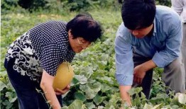 今日新疆吃瓜事件视频,一场网络热议背后的真相与反思