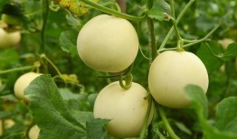 每日吃瓜在哪看,尽在指尖——揭秘各大平台瓜果盛宴