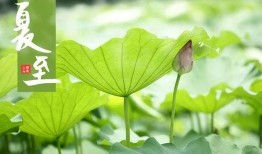 今日夏至吃瓜赏花视频,瓜果飘香，花海绽放——赏花吃瓜，共度美好时光