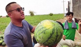 每日吃瓜101,揭秘娱乐圈那些事儿