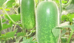 凉山吃瓜爆料视频大全,视频大全揭秘当地风土人情