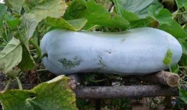 51cg10今日大瓜吃瓜中心,揭秘娱乐圈最新热点事件