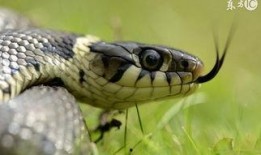 每日大赛岩蛇挑战流泪,每日大赛见证英雄泪