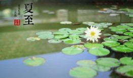 今日夏至吃瓜赏花视频,瓜果飘香，花海绽放——赏花吃瓜，共度美好时光