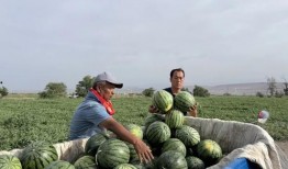 每日吃瓜在哪看,尽在指尖——揭秘各大平台瓜果盛宴