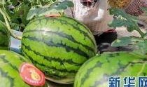 灵溪今日吃瓜最新消息,揭秘今日热点事件背后的真相