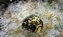 今日活动甜品分享吃瓜,甜蜜瓜果盛宴，尽享夏日清凉