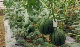 吃瓜网免费吃瓜51,畅享无限娱乐盛宴！