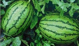 51吃网瓜是域外吗,揭秘域外美食文化之旅