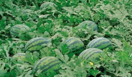 凉山吃瓜爆料视频大全,视频大全揭秘当地风土人情